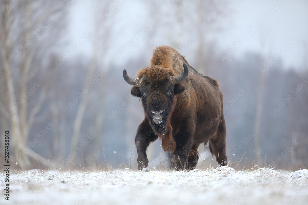 Żubr (Bos bonasus), wisent