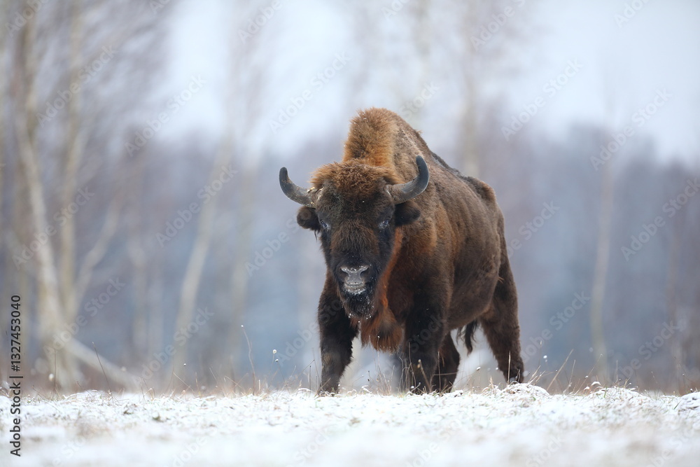 Żubr (Bos bonasus), wisent