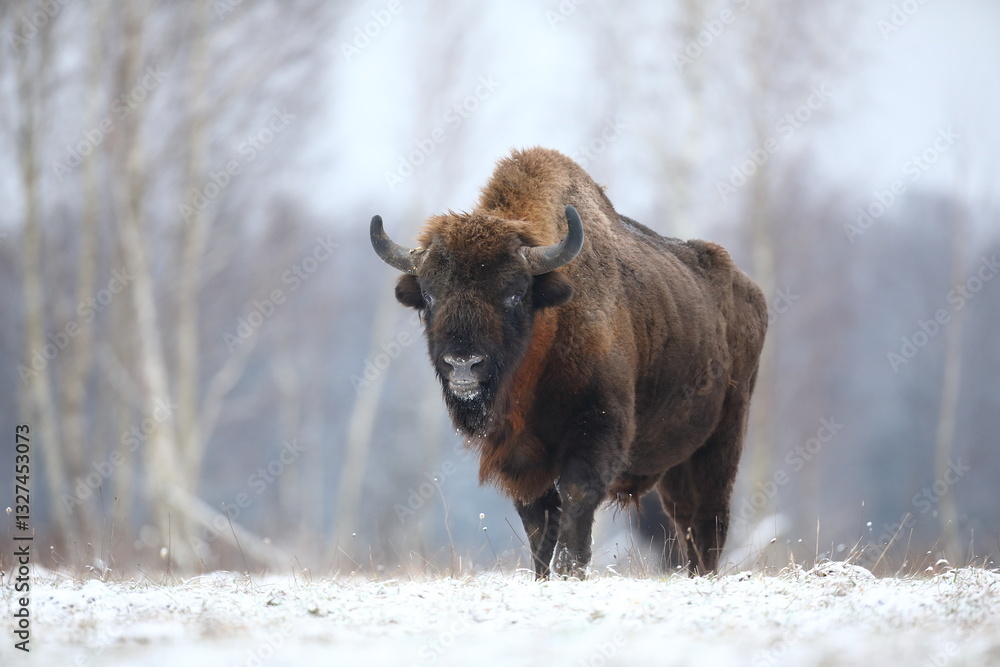 Żubr (Bos bonasus), wisent