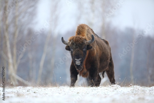Obraz na płótnie Żubr (Bos bonasus), wisent w salonie