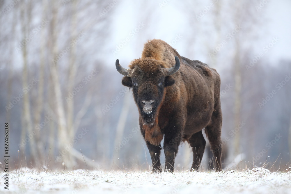 Żubr (Bos bonasus), wisent