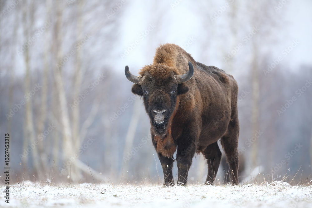 Żubr (Bos bonasus), wisent