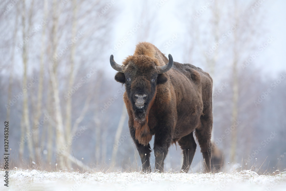 Żubr (Bos bonasus), wisent