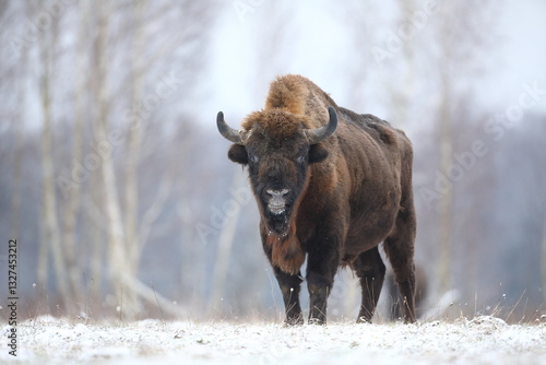 Obraz na płótnie Żubr (Bos bonasus), wisent w salonie
