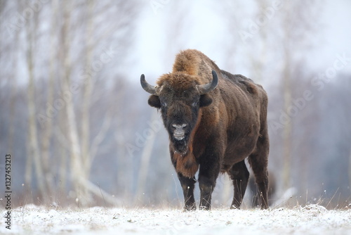 Obraz na płótnie Żubr (Bos bonasus), wisent w salonie