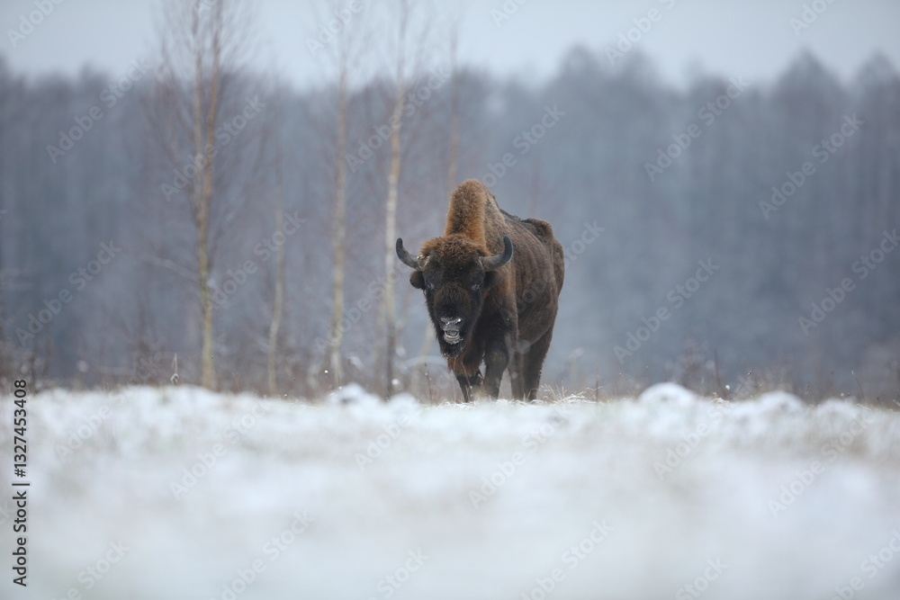 Żubr (Bos bonasus), wisent