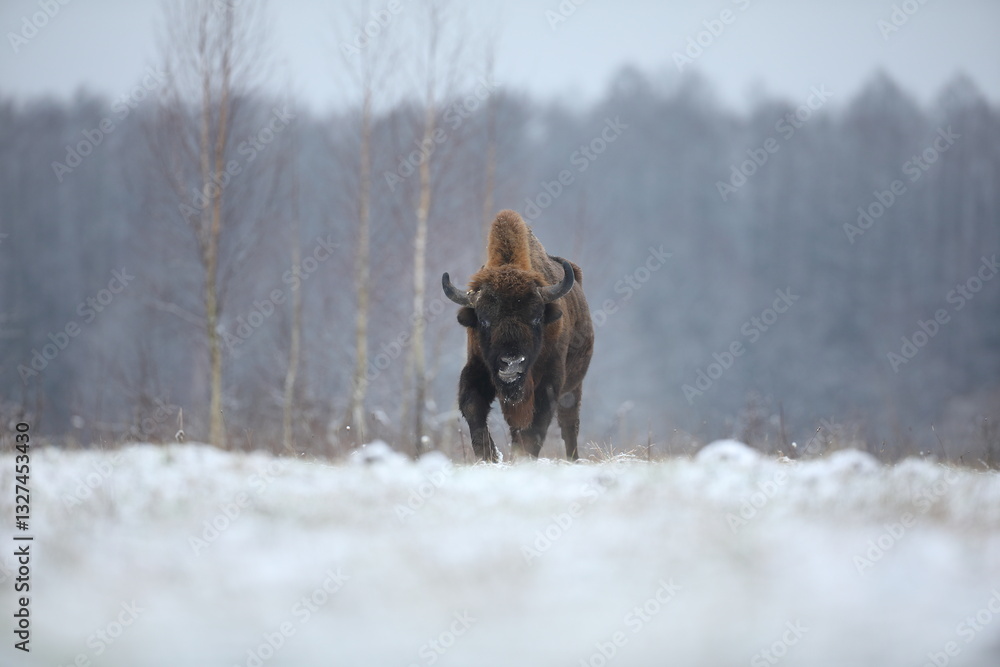 Żubr (Bos bonasus), wisent