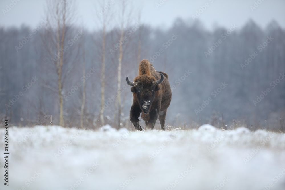 Żubr (Bos bonasus), wisent