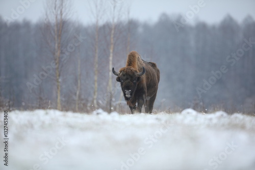 Obraz na płótnie Żubr (Bos bonasus), wisent w salonie