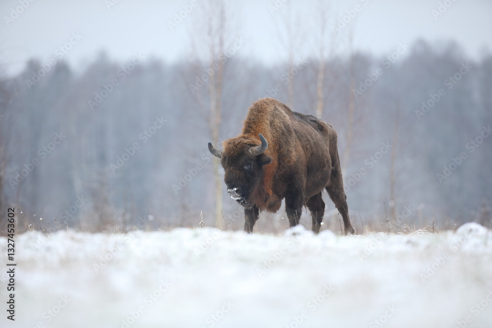 Żubr (Bos bonasus), wisent