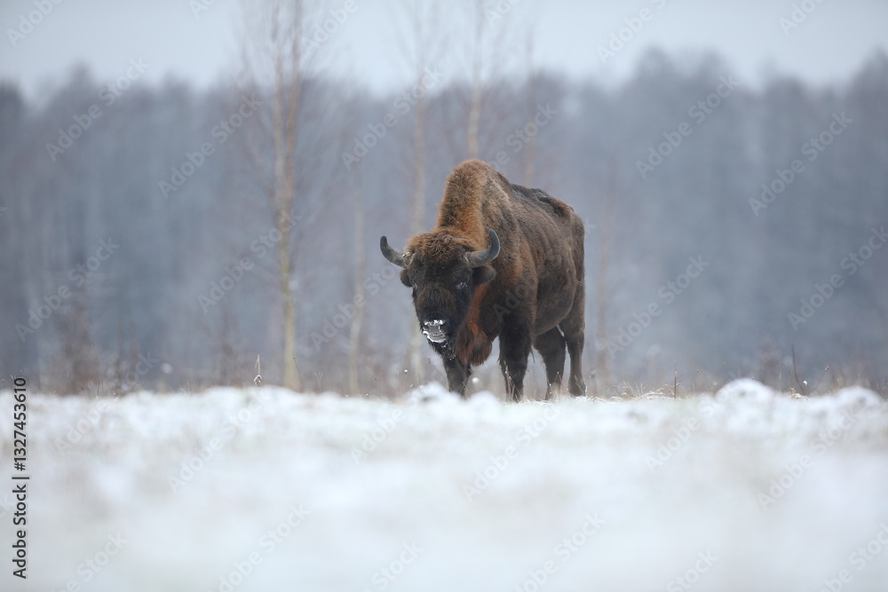 Żubr (Bos bonasus), wisent
