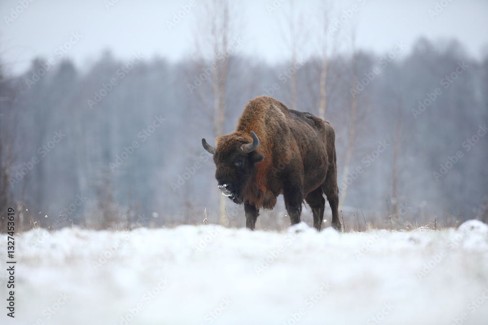 Żubr (Bos bonasus), wisent