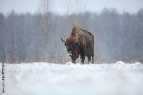 Obraz na płótnie Żubr (Bos bonasus), wisent w salonie