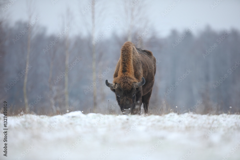 Żubr (Bos bonasus), wisent