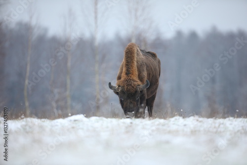 Obraz na płótnie Żubr (Bos bonasus), wisent w salonie