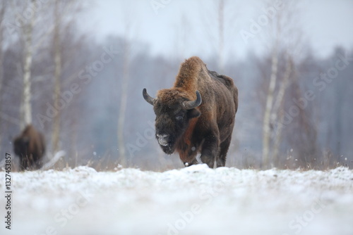 Żubr (Bos bonasus), wisent