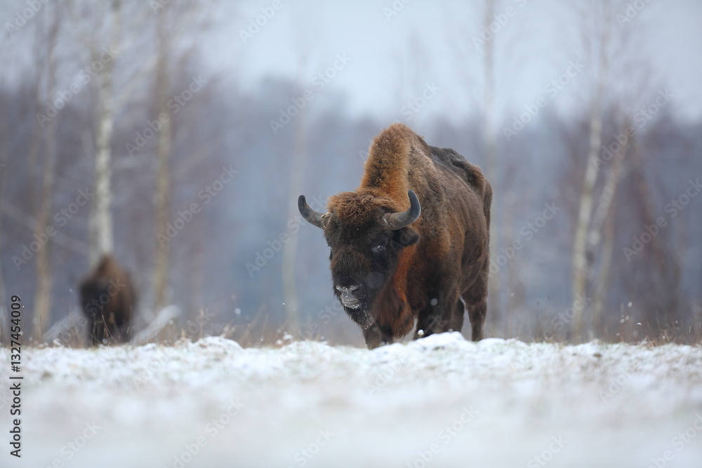 Żubr (Bos bonasus), wisent