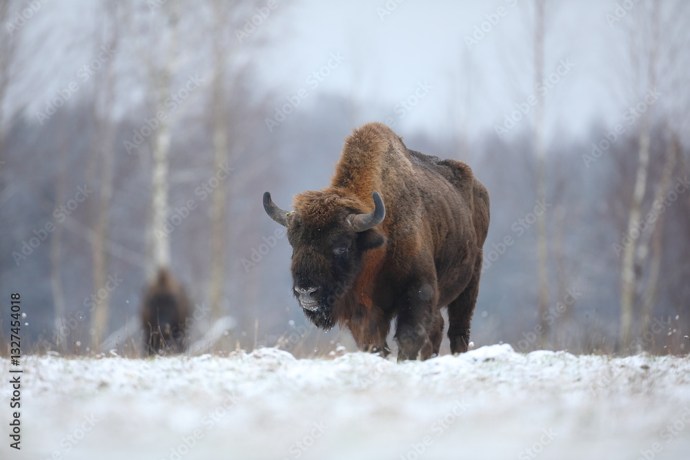 Żubr (Bos bonasus), wisent
