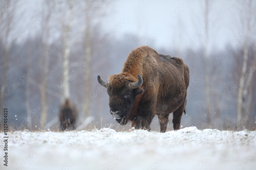 Żubr (Bos bonasus), wisent