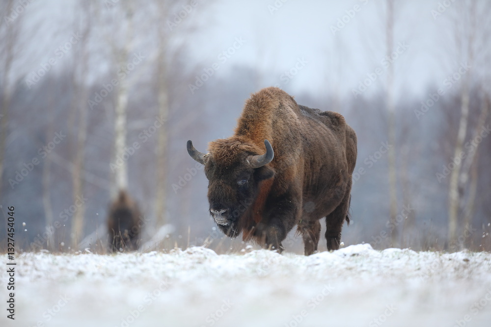 Żubr (Bos bonasus), wisent