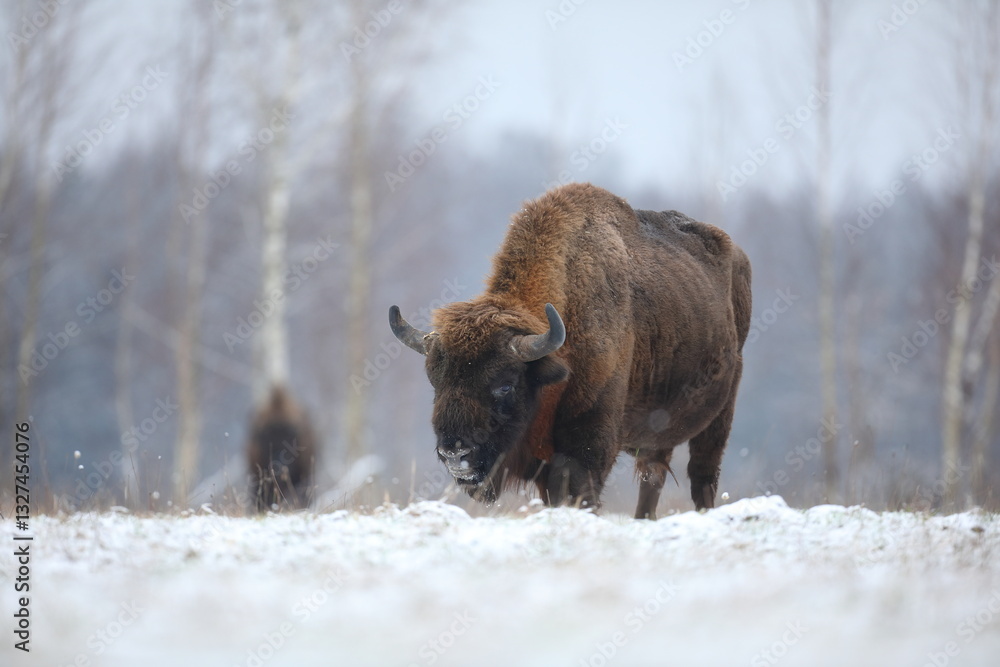 Żubr (Bos bonasus), wisent