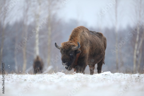 Obraz na płótnie Żubr (Bos bonasus), wisent w salonie