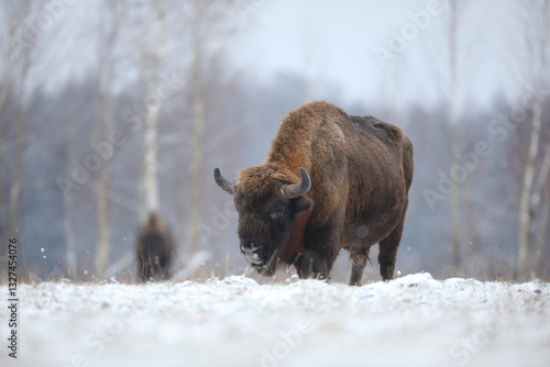 Obraz na płótnie Żubr (Bos bonasus), wisent w salonie