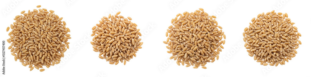 Set of Pile of Wheat Grains Set of Pile of Wheat Grains