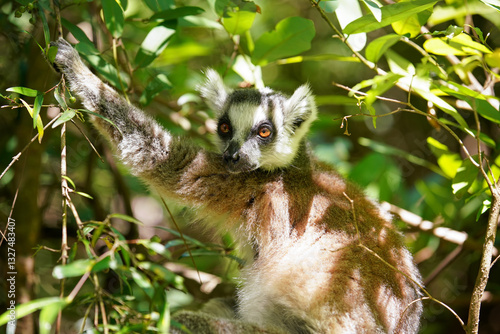 Obraz na płótnie Ring-tailed lemur (Lemur catta) sitting on tree in their natural habitat Madagascar forest, closeup detail w salonie