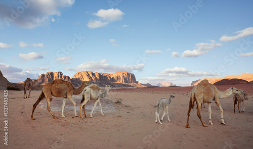 Obraz na płótnie Group of camels on orange sandy Wadi Rum desert, mountains background w salonie