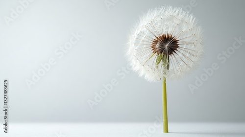 Wallpaper Mural Single dandelion seed head on plain white backdrop Torontodigital.ca