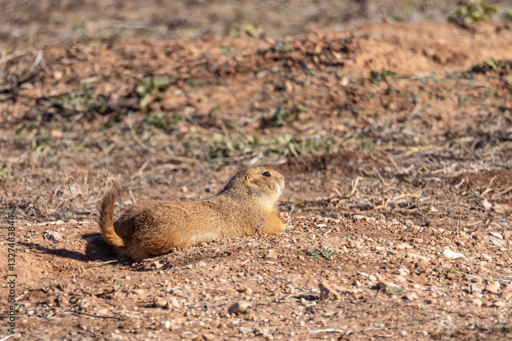 Obraz premium Prairie dog in arid land of rural Texas.