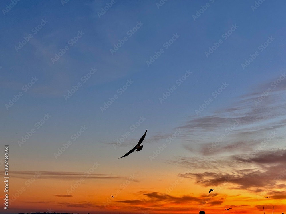 Fototapeta premium bird in the sky at sunset 