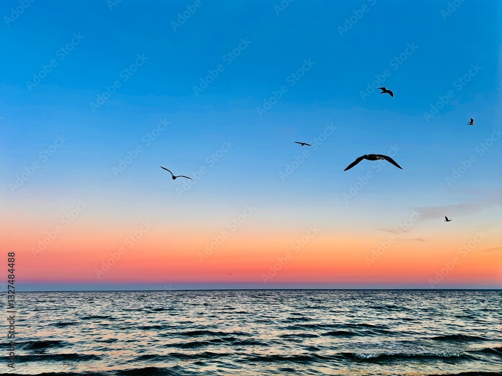 seagulls in flight on the beach at sunset seagulls in flight on the beach at sunset
