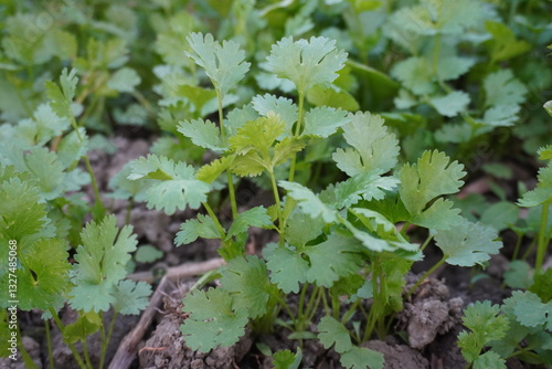 A close-up of tiny young coriander plant with greenary background 