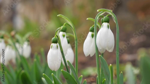 The first Spring Flowers of white snowdrops grow. Spring sunny day. Spring concept