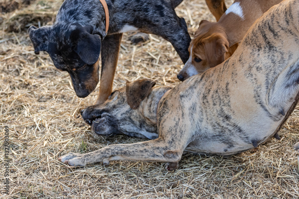Cattle dogs on a ranch in Texas.