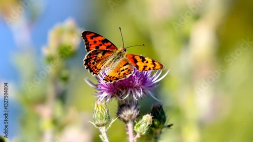 Butterfly on a Blossom: A vibrant butterfly, with wings displaying intricate patterns of orange and black, delicately perched upon a purple thistle blossom.