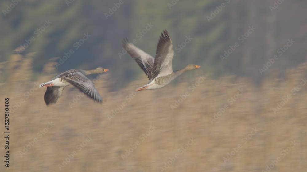 Greylag or graylag goose birds in flight in slow motion, bird flying Anser anser Greylag or graylag goose birds in flight in slow motion, bird flying Anser anser