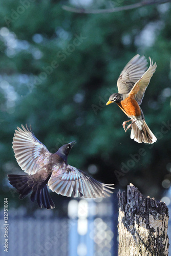 Robin and blackbird in flight against blurry background. 