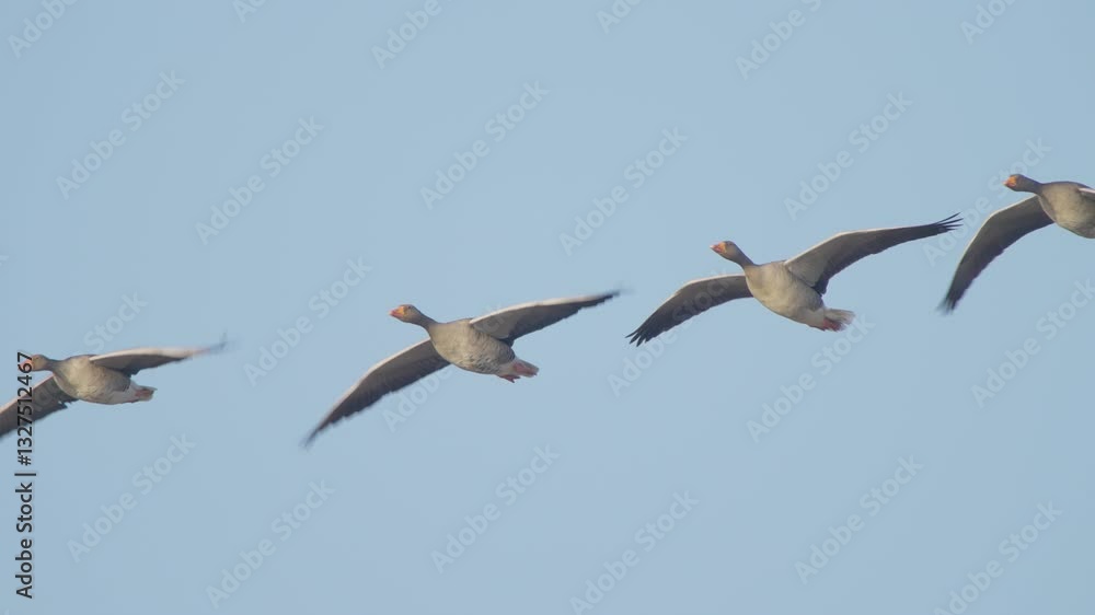 Greylag or graylag goose birds in flight in slow motion, bird flying Anser anser Greylag or graylag goose birds in flight in slow motion, bird flying Anser anser