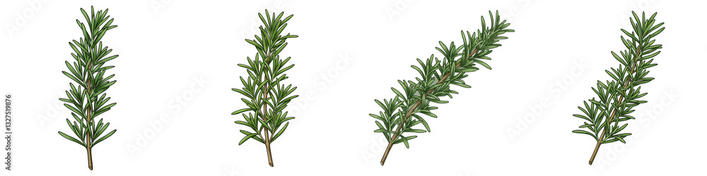 Obraz premium Set of Rosemary Sprig Top View Illustration