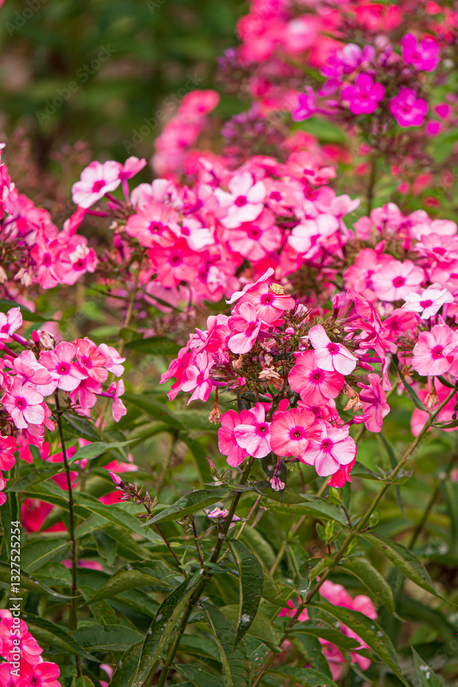 pink phlox flowers in the garden pink phlox flowers in the garden