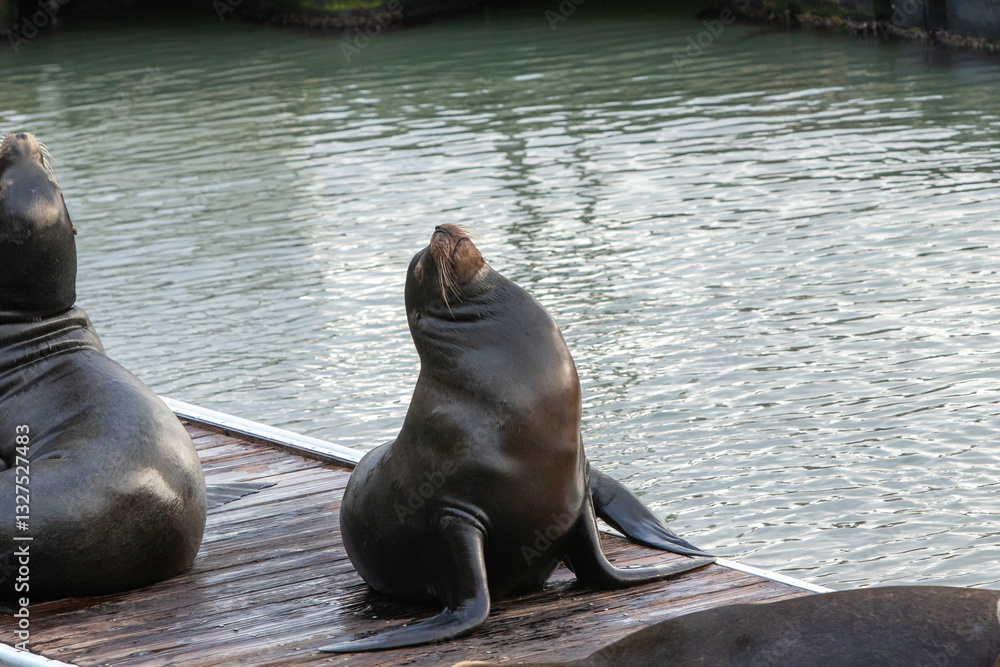 Obraz premium california sea lion on a dock sunbathing in san francisco