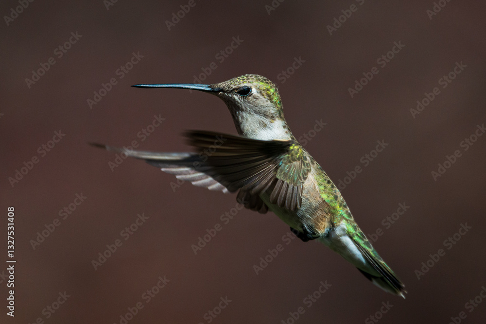 Fototapeta premium hummingbird in flight