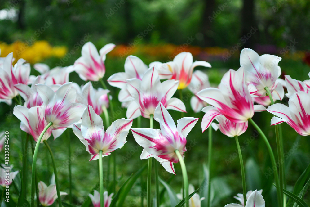 Obraz premium Tulipa Marilyn. The flower is white with red veins, lily-shaped.