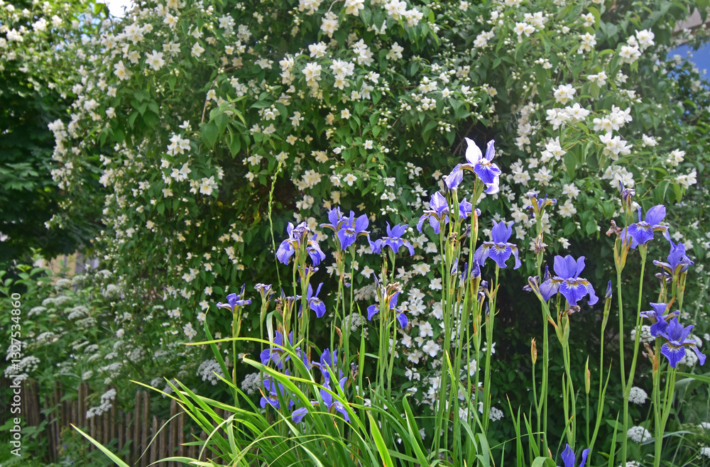 Blue irises against the background of a blooming Philadelphus (jasmine) bush. Blue irises against the background of a blooming Philadelphus (jasmine) bush.