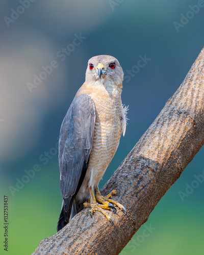 Canvas Print An adult male Shikra