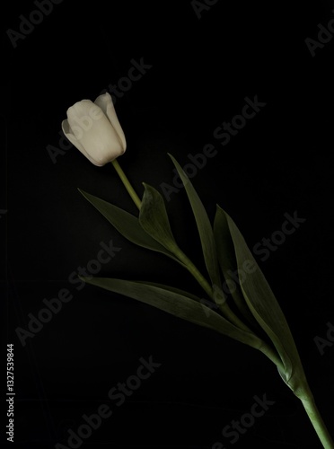 White Tulips Close-Up