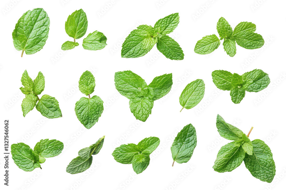 Fresh Vibrant Mint Leaves Floating Isolated on Transparent Background, Showcasing Their Natural Green Hues And Varied Shapes In A Delightful, Refreshing Display Fresh Vibrant Mint Leaves Floating Isolated on Transparent Background, Showcasing Their Natural Green Hues And Varied Shapes In A Delightful, Refreshing Display